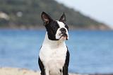 BOSTON TERRIER 338